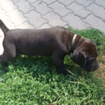 Shark, black Deutsche Dogge Welpen kaufen