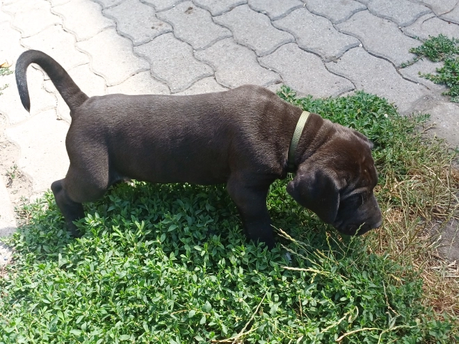 Deutsche Dogge Welpe kaufen