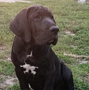 Great Dane puppy for sale