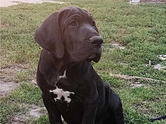 Deutsche Dogge Welpe kaufen