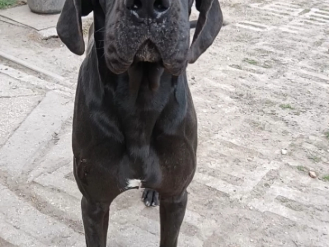 Deutsche Dogge Welpe kaufen