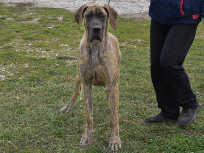 Great Dane puppy for sale