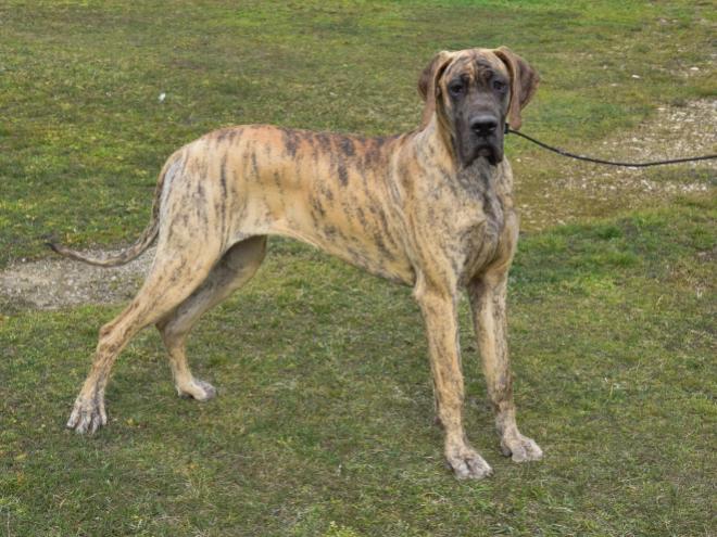 Great Dane puppy for sale