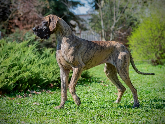 Great Dane puppy for sale