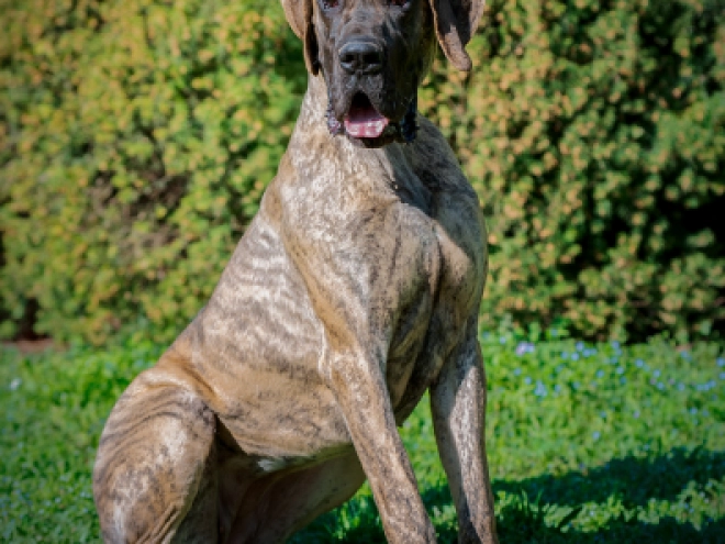 Great Dane puppy for sale
