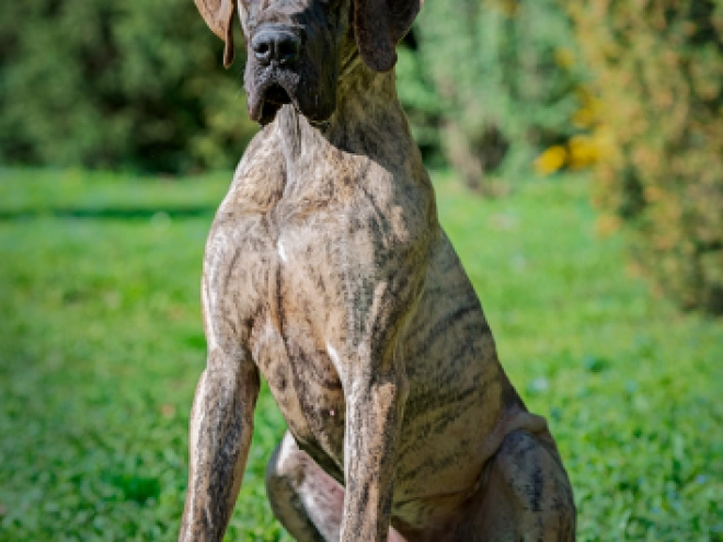 Great Dane puppy for sale
