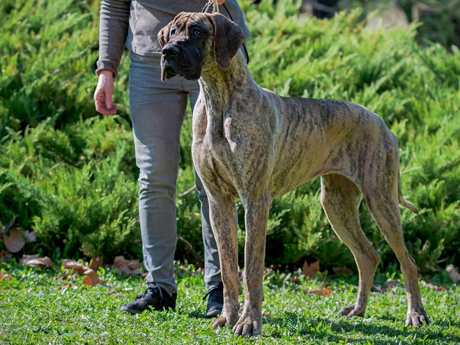 Great Dane puppy for sale