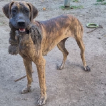 Aletta, brindle Deutsche Dogge Welpen kaufen
