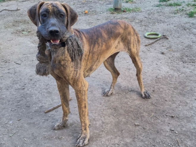 Perros Gran Danés en venta