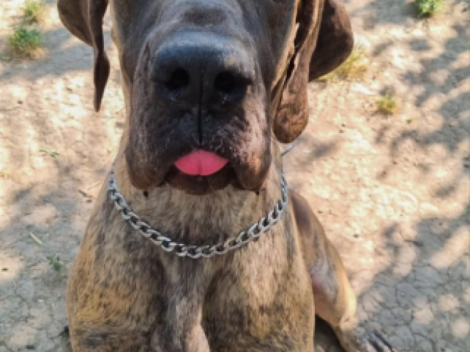 Perros Gran Danés en venta