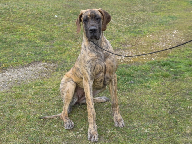 Great Dane puppy for sale