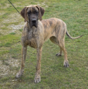 Great Dane puppy for sale