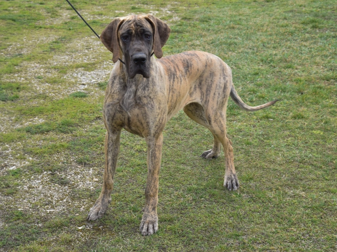Great Dane puppy for sale