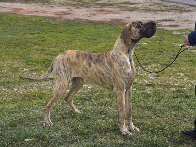 Great Dane puppy for sale