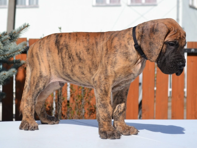 Perros Gran Danés en venta