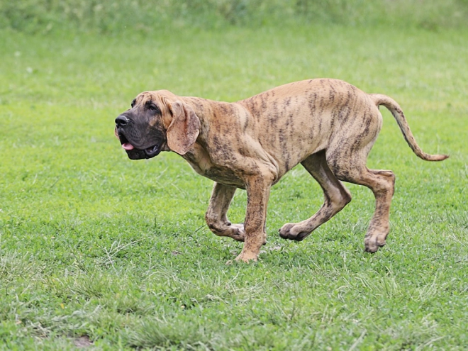 Perros Gran Danés en venta