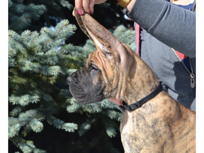 Perros Gran Danés en venta