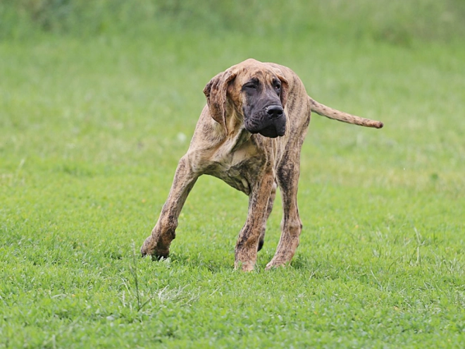 Perros Gran Danés en venta
