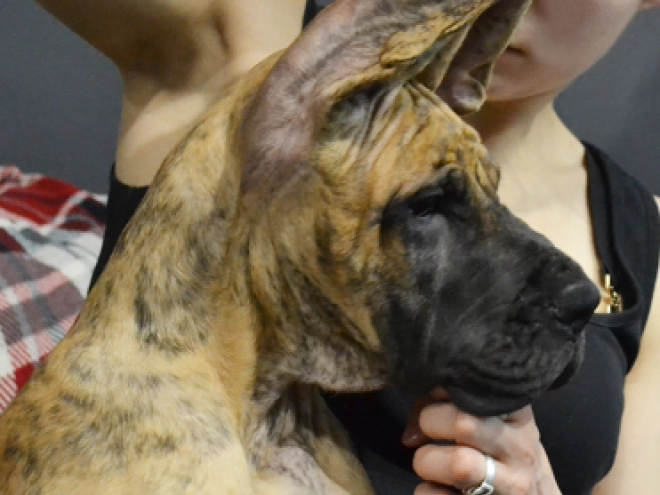 Perros Gran Danés en venta
