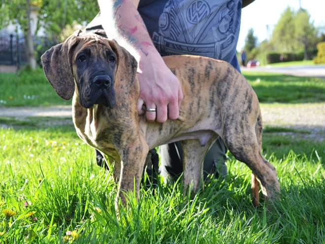 Perros Gran Danés en venta