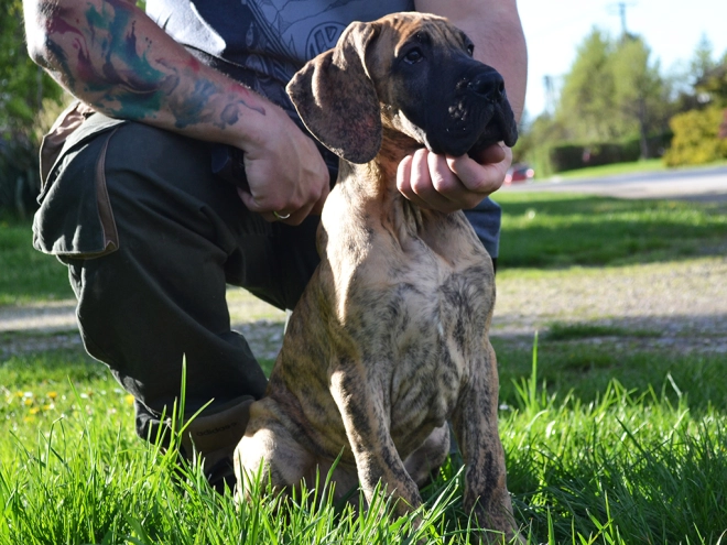 Perros Gran Danés en venta