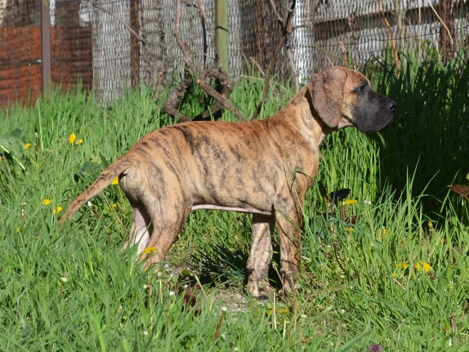Perros Gran Danés en venta