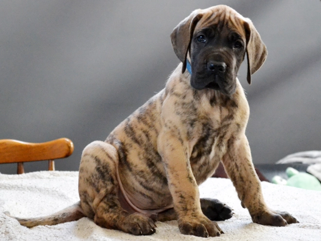 Deutsche Dogge Welpe kaufen