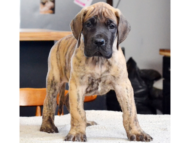 Deutsche Dogge Welpe kaufen