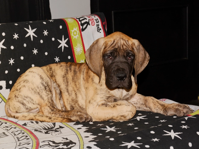 Deutsche Dogge Welpe kaufen