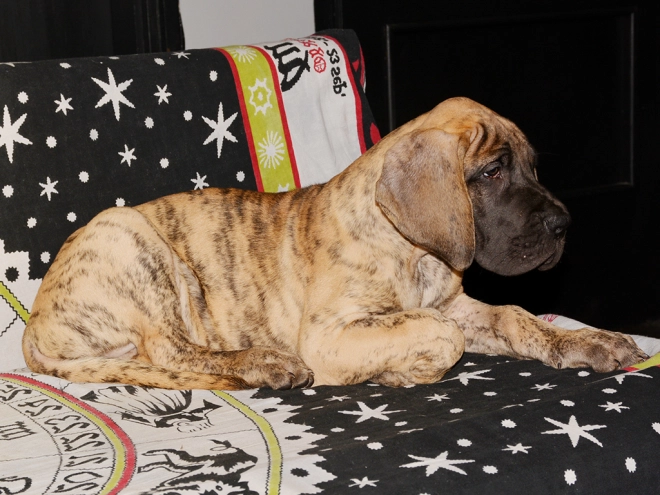 Deutsche Dogge Welpe kaufen