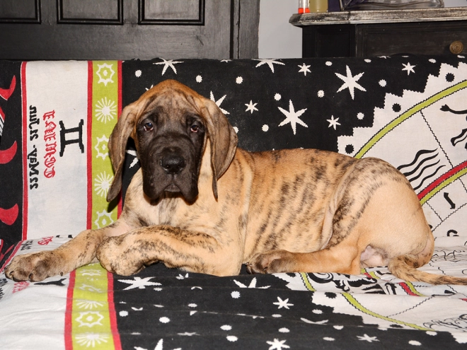 Deutsche Dogge Welpe kaufen