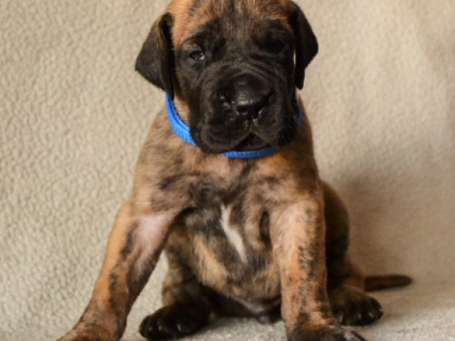 Deutsche Dogge Welpe kaufen