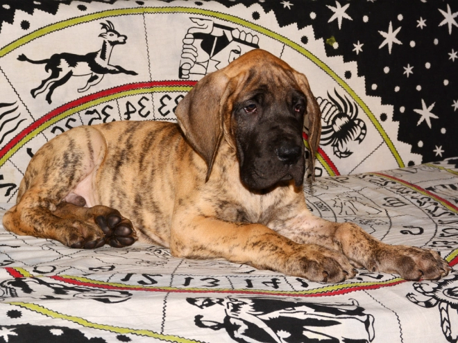 Deutsche Dogge Welpe kaufen
