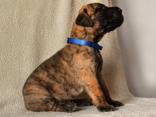 Deutsche Dogge Welpe kaufen