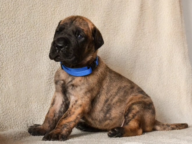 Deutsche Dogge Welpe kaufen