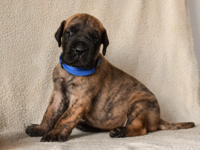 Deutsche Dogge Welpe kaufen