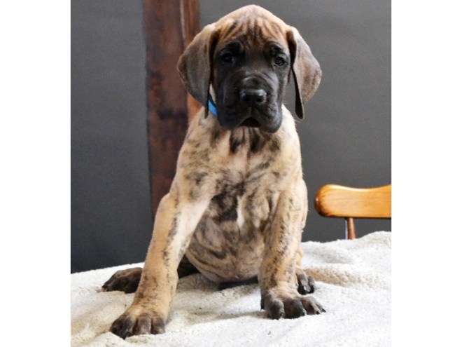 Deutsche Dogge Welpe kaufen