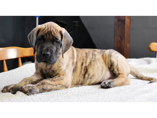 Deutsche Dogge Welpe kaufen