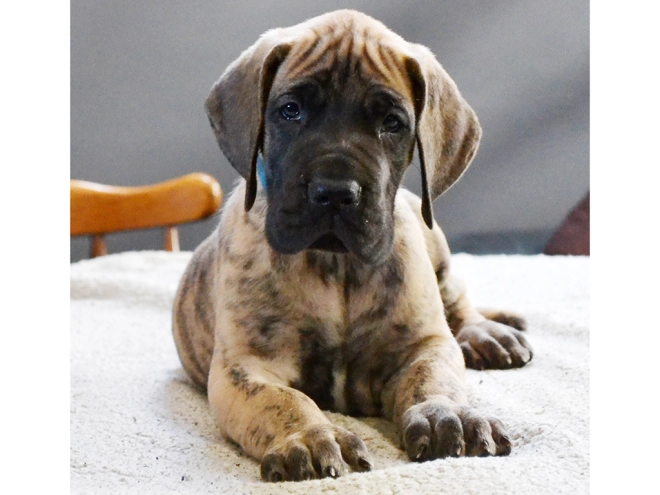 Deutsche Dogge Welpe kaufen