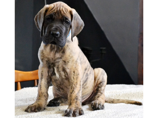Deutsche Dogge Welpe kaufen