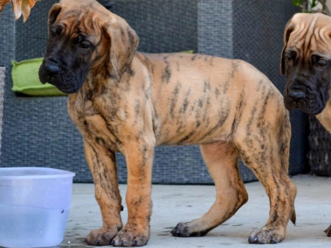 Deutsche Dogge Welpe kaufen