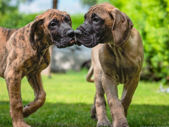 Perros Gran Danés en venta