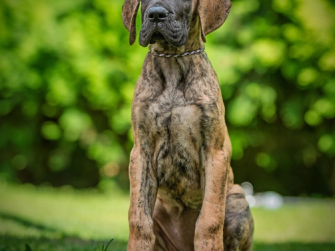 Perros Gran Danés en venta