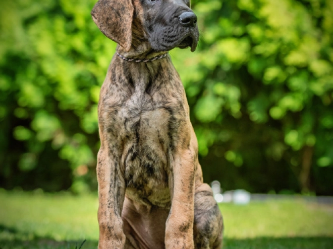 Perros Gran Danés en venta