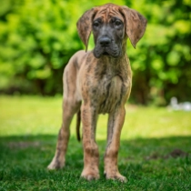 Chakra, brindle Gran Danés en venta