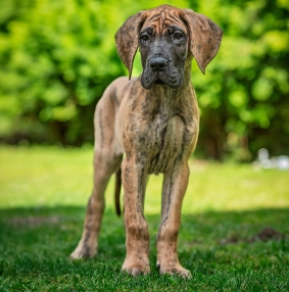 Great Dane puppy for sale