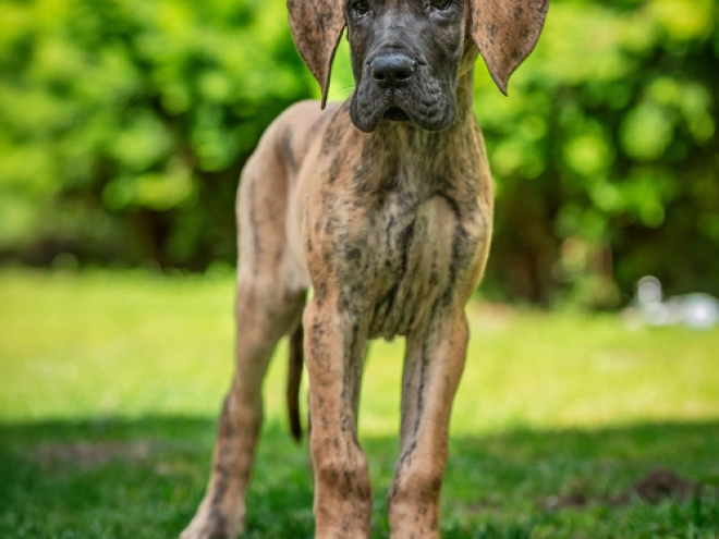 Perros Gran Danés en venta