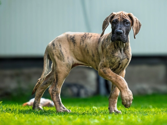 Perros Gran Danés en venta