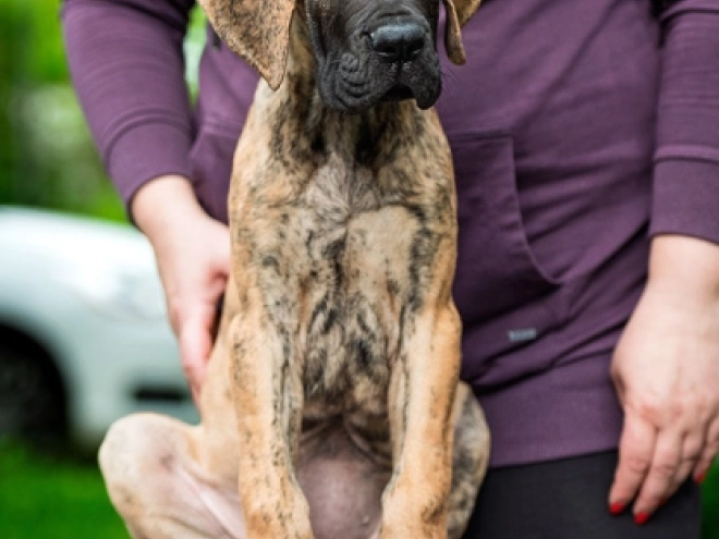 Perros Gran Danés en venta
