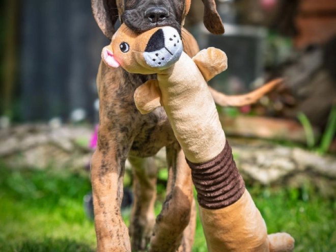 Perros Gran Danés en venta